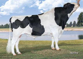7HO13094 STERLING X ROBUST X PLANET